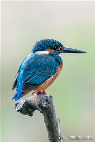 普通翠鳥